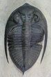 Zlichovaspis Trilobite - Great Eye Facets #69747-3